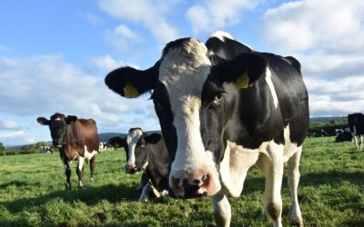 Aontú Agriculture Policy Launched This Morning Seeks to Subsidise Fertiliser Costs